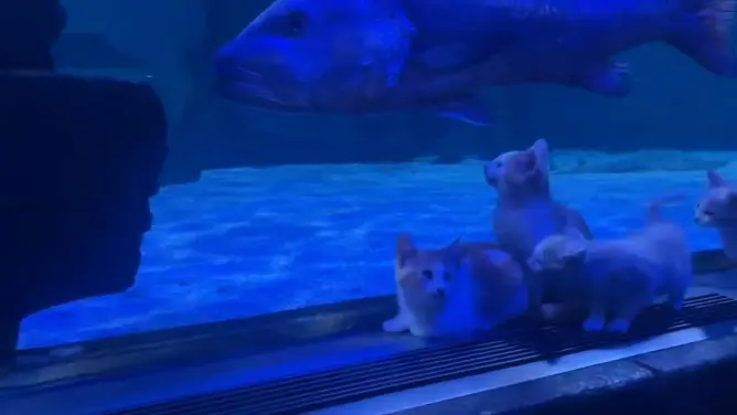 Kittens