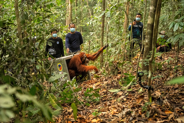 Orangutan