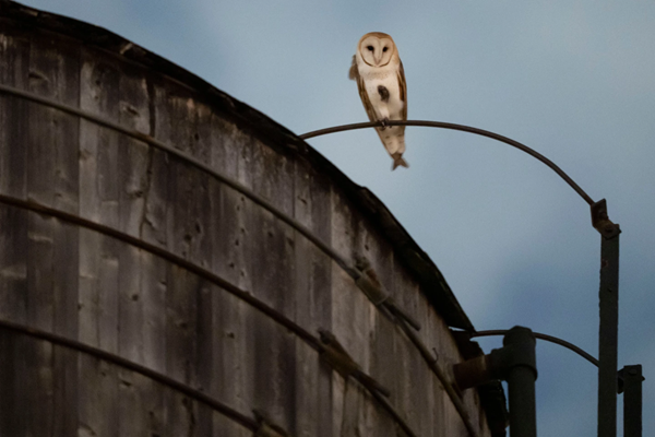 Owl