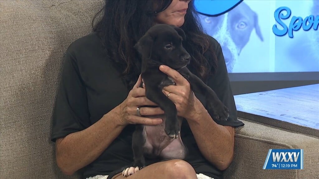 Pet Of The Week: Hector Is Looking For A Forever Home