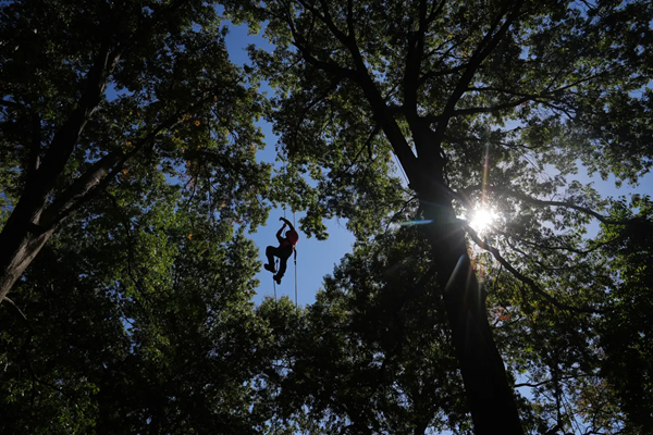 Tree Climbing