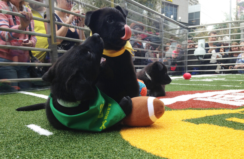 Puppies Tussle With A Plush Football At The "puppy Bowl" In Phoenix